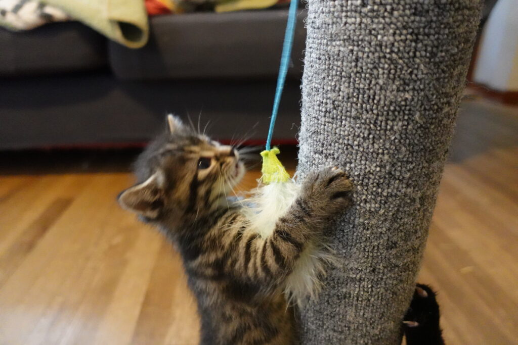 cat on a cat tree