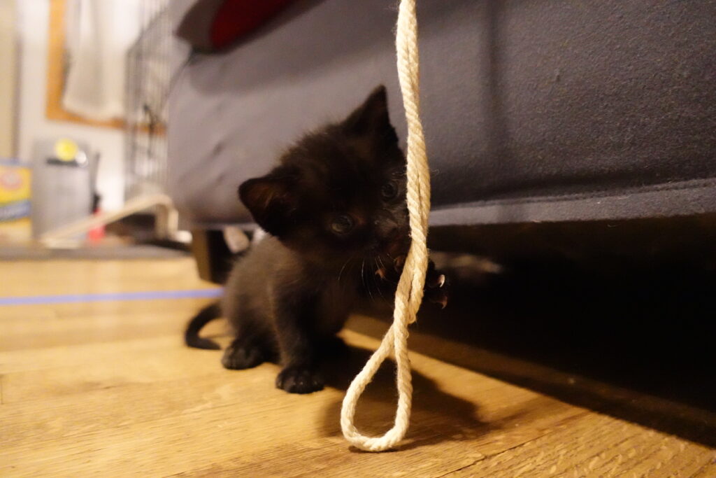 cat with string