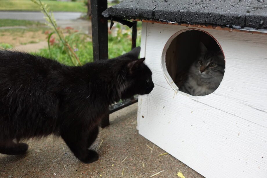 Grey Baby in the shelter