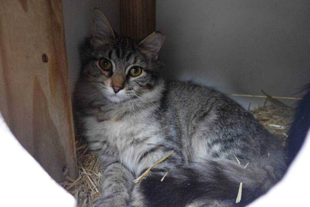 Grey Baby in comfy shelter